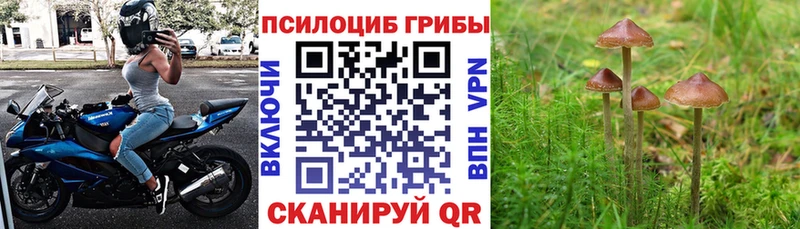 Псилоцибиновые грибы Psilocybe  где купить   Новохопёрск 